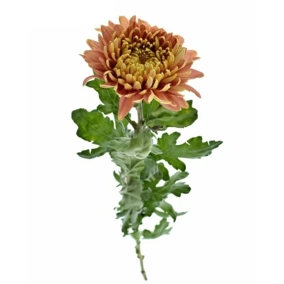 Chryzantéma G PANDION BRONZE