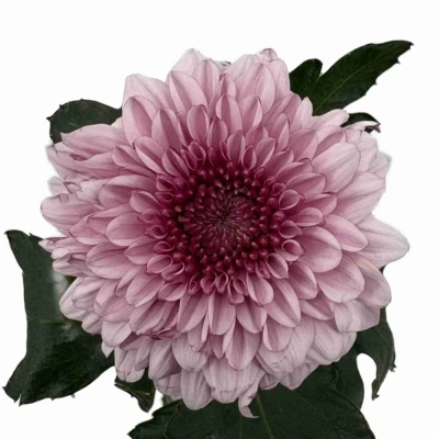 Chryzantéma G PIP PRETTY