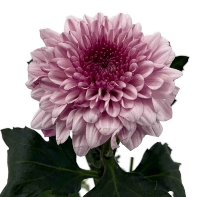 Chryzantéma G PIP PRETTY