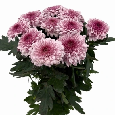 Chryzantéma G PIP PRETTY