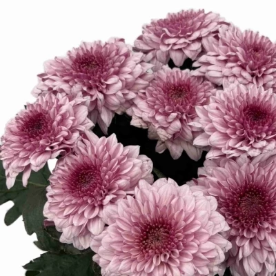 Chryzantéma G PIP PRETTY