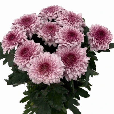 Chryzantéma G PIP PRETTY