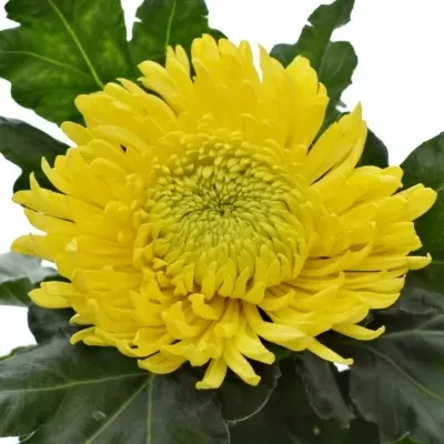 Chryzantéma G PRINCESS ARMGARD YELLOW 120g