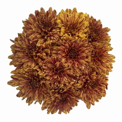 Chryzantéma G PUMPKIN 60 cm / 70 g