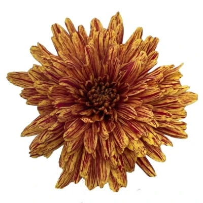 Chryzantéma G PUMPKIN 60 cm / 70 g