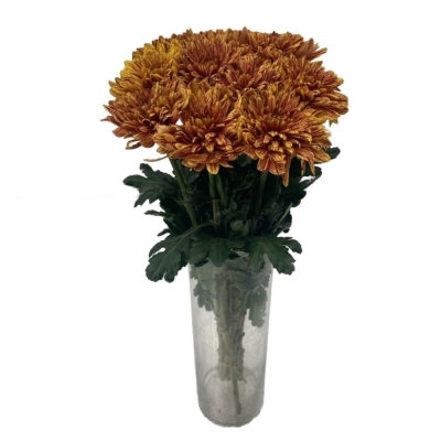 Chryzantéma G PUMPKIN 60 cm / 70 g