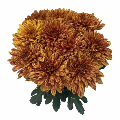 Chryzantéma G PUMPKIN 60 cm / 70 g