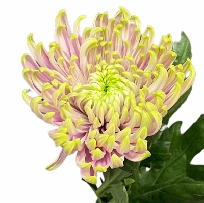 Chryzantéma G ROSSANO CHARLOTTE