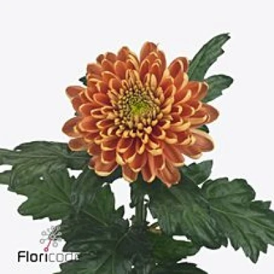 Chryzantéma G ROSSANO DARK ORANGE 80 cm / 90 g
