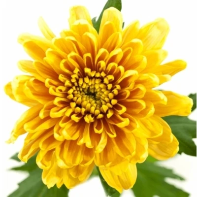 Chryzantéma G ROSSANO ORANGE