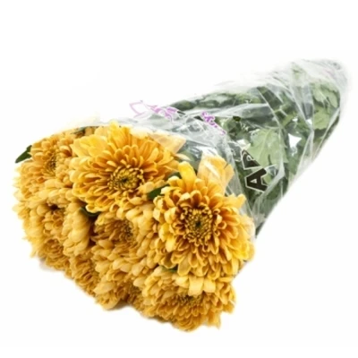 Chryzantéma G ROSSANO ORANGE