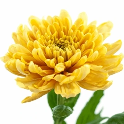 Chryzantéma G ROSSANO ORANGE