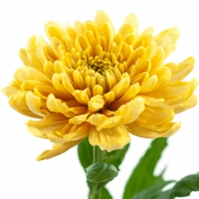 Chryzantéma G ROSSANO ORANGE 125 g