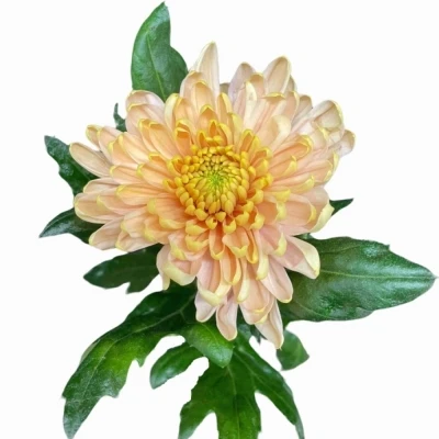 Chryzantéma G ROSSANO SALMON