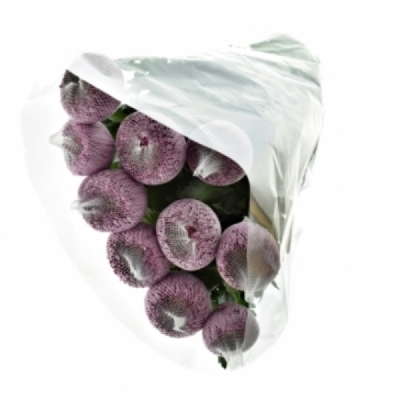 Chryzantéma G ROXO 90 g