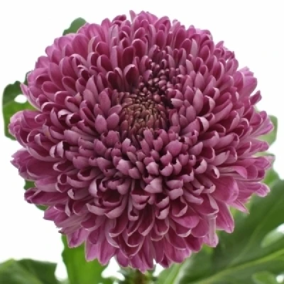 Chryzantéma G ROXO 90 g