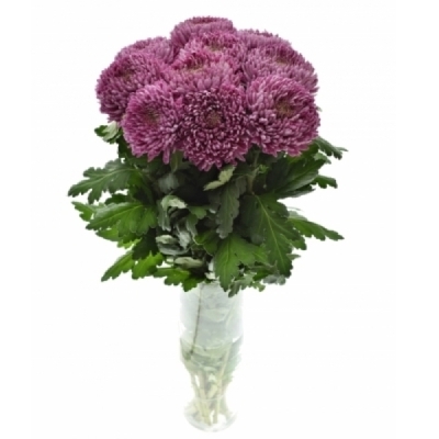 Chryzantéma G ROXO 90 g