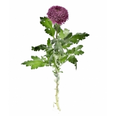 Chryzantéma G ROXO 90 g