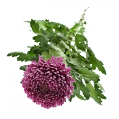 Chryzantéma G ROXO 90 g