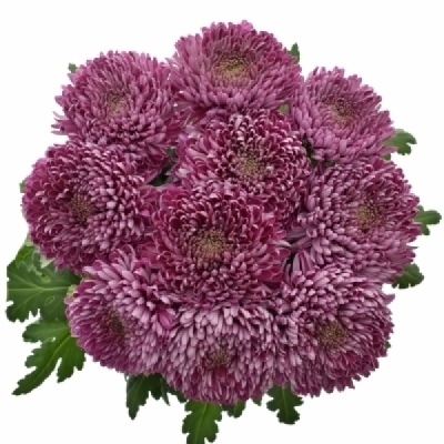 Chryzantéma G ROXO 90 g