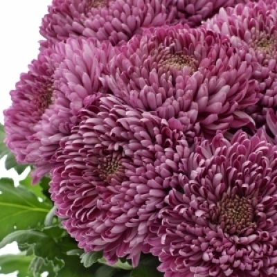 Chryzantéma G ROXO 90 g