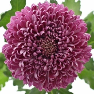 Chryzantéma G ROXO 90 g