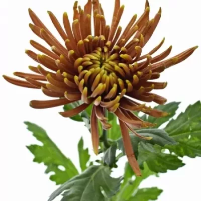 Chryzantéma G SAFFINA DARK 70g