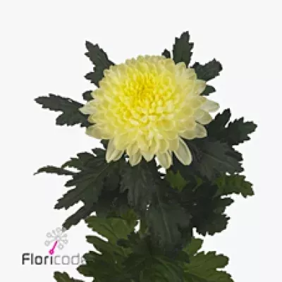 Chryzantéma G SALMA CREAM 60g