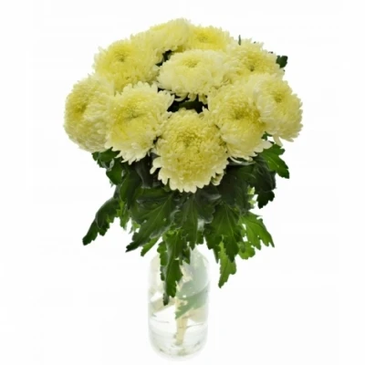 Chryzantema G SFERA WHITE