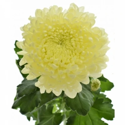 Chryzantéma G SFERA WHITE 100g