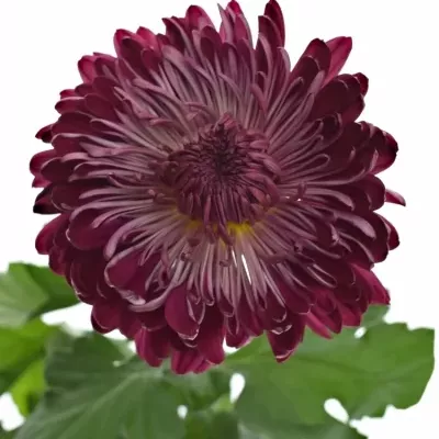 Chryzantéma G SHEER PURPLE 90g