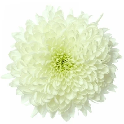 Chryzantéma G SILENT 75g