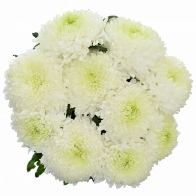 Chryzantéma G SILENT