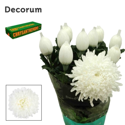 Chryzantéma G STRAVINA 70 cm / 75 g