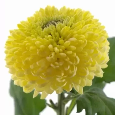 Chryzantéma G SUNNY BORIS BECKER 80g