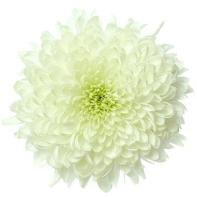 Chryzantéma G TOKAJ WHITE