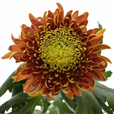 Chryzantéma G TOM PEARCE DARK 85g