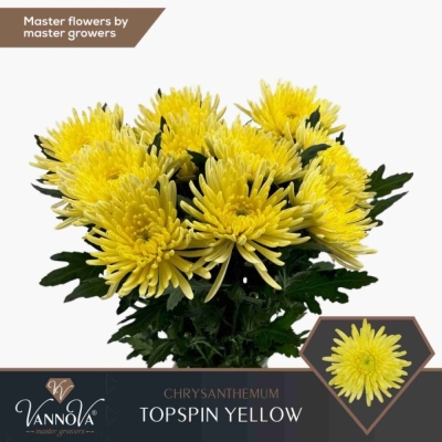 Chryzantéma G TOPSPIN YELLOW