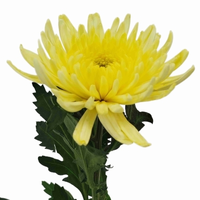 Chryzantéma G TOPSPIN YELLOW 95 g
