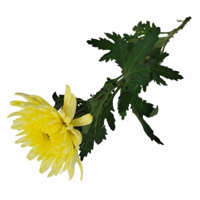Chryzantéma G TOPSPIN YELLOW
