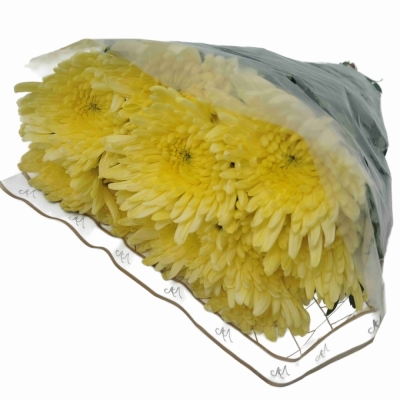 Chryzantéma G TOPSPIN YELLOW