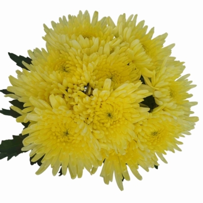 Chryzantéma G TOPSPIN YELLOW