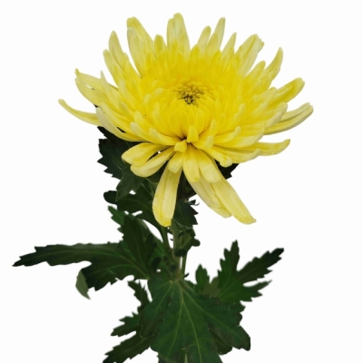 Chryzantéma G TOPSPIN YELLOW