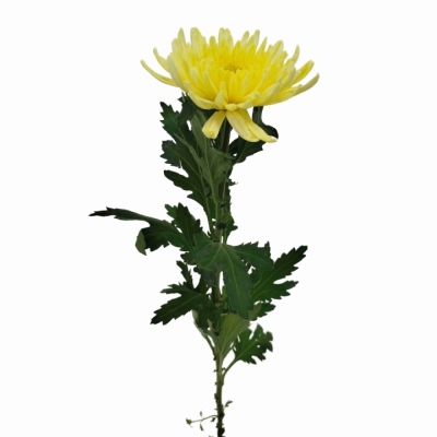 Chryzantéma G TOPSPIN YELLOW