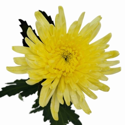 Chryzantéma G TOPSPIN YELLOW