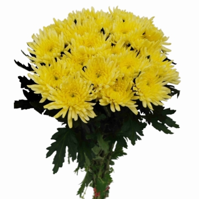 Chryzantéma G TOPSPIN YELLOW
