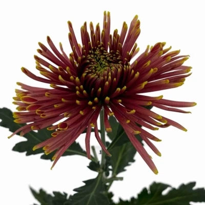 Chryzantéma G TULA COPPER