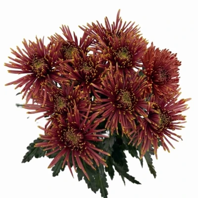 Chryzantéma G TULA COPPER