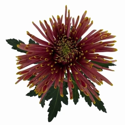 Chryzantéma G TULA COPPER