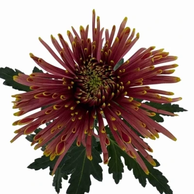 Chryzantéma G TULA COPPER 120 g